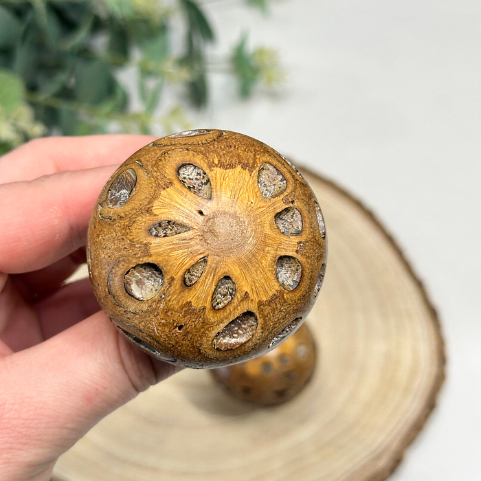 Set 3 Banksia Pod Mushrooms Wooden Fungi Ornaments Natural Decor Gift