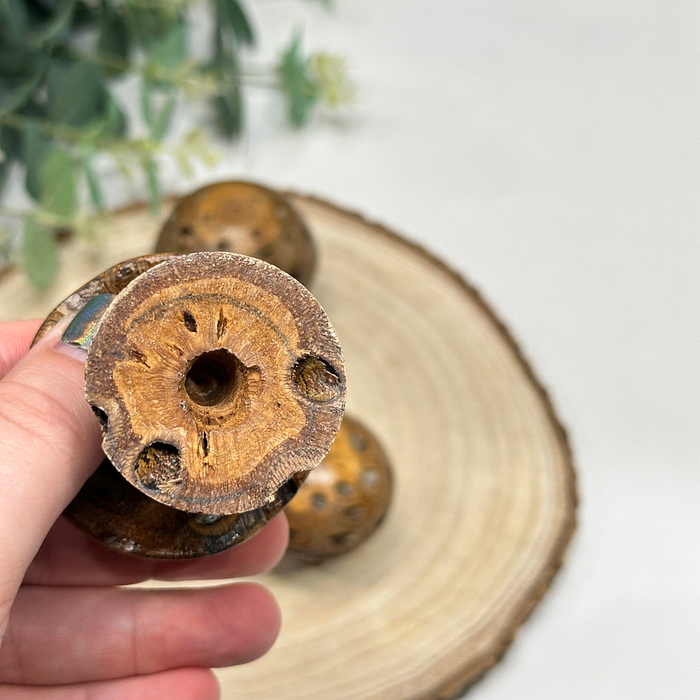 Set 3 Banksia Pod Mushrooms Wooden Fungi Ornaments Natural Decor Gift